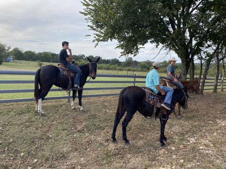 Mule Mare 5 years 14,3 hh Black in Fittstown