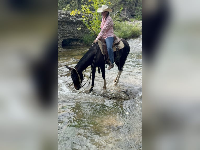 Mule Mare 5 years 14,3 hh Black in Fittstown