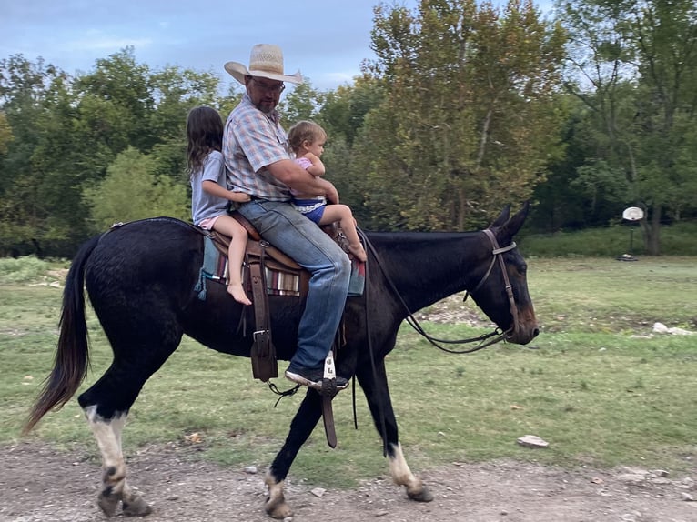 Mule Mare 5 years 14,3 hh Black in Fittstown