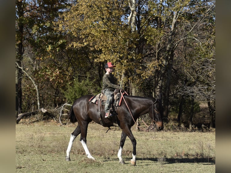Mule Mare 5 years 14,3 hh Black in Fittstown