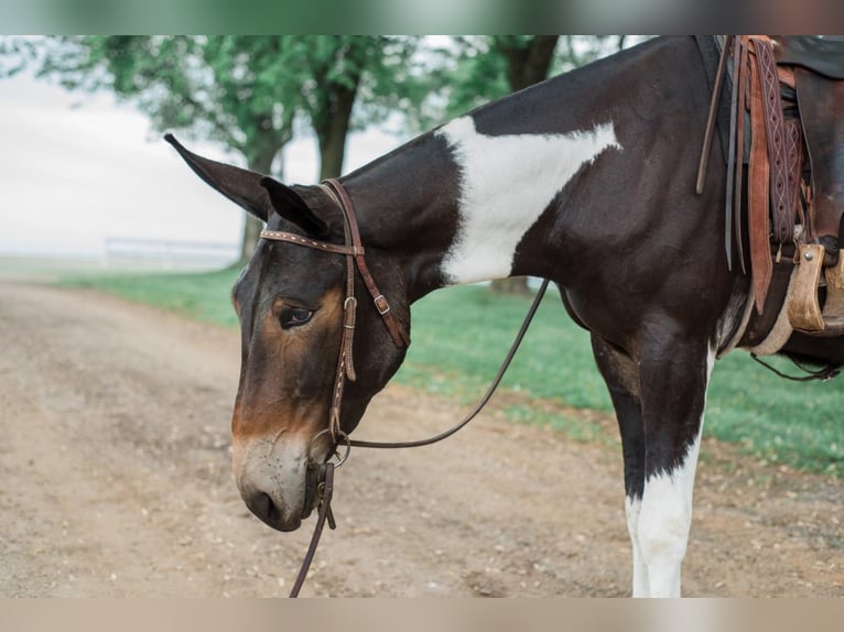 Mule Mare 5 years 16,2 hh in Cannon Falls, MN