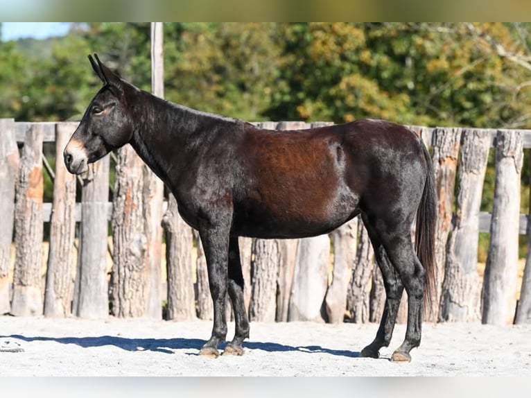Mule Mare 5 years Black in Clearville