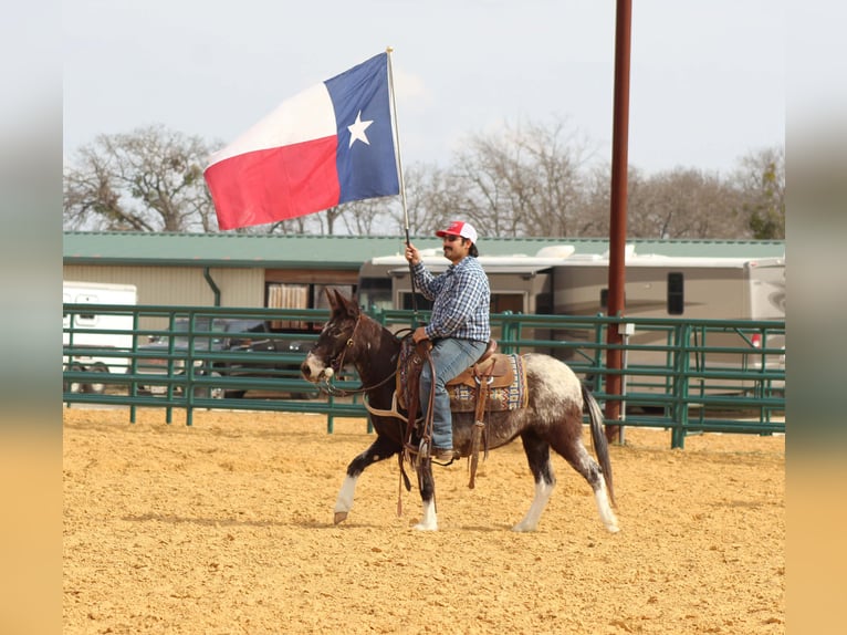 Mule Mare 6 years 12.1 hh Bay in Waukon