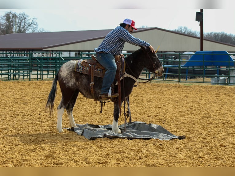Mule Mare 6 years 12.1 hh Bay in Waukon