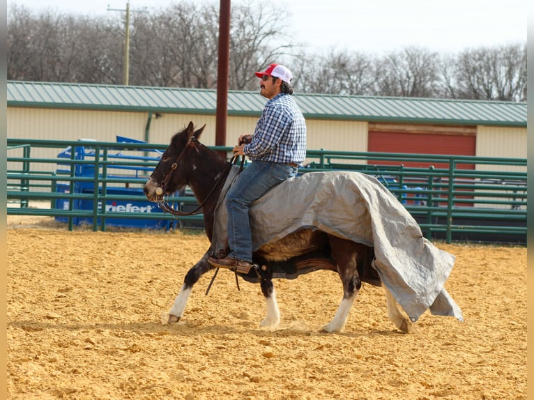 Mule Mare 6 years 12.1 hh Bay in Waukon