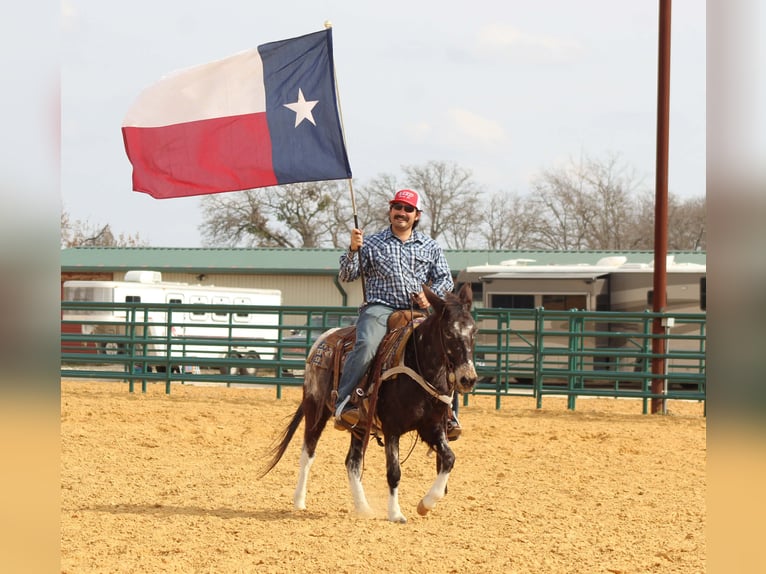 Mule Mare 6 years 12.1 hh Bay in Waukon