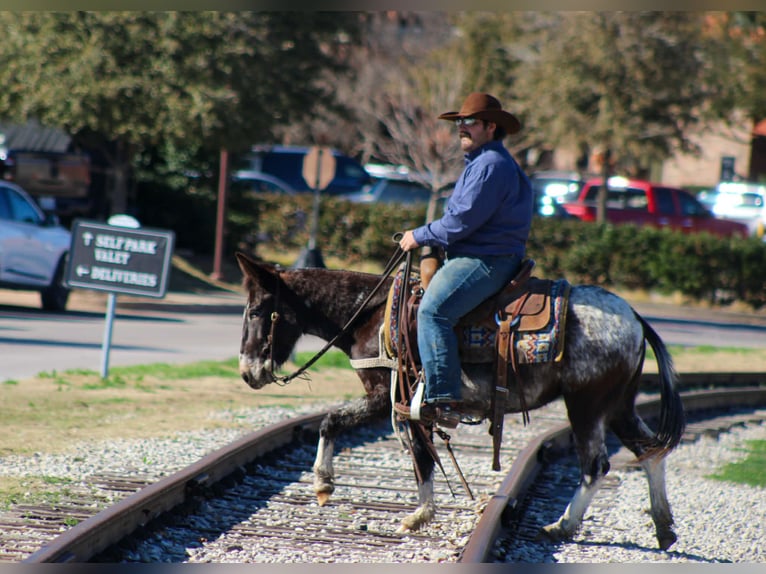 Mule Mare 6 years 12,1 hh Bay in Waukon