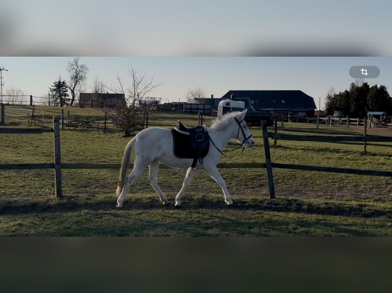 Mule Mare 6 years 13.3 hh Cremello in Stavenhagen