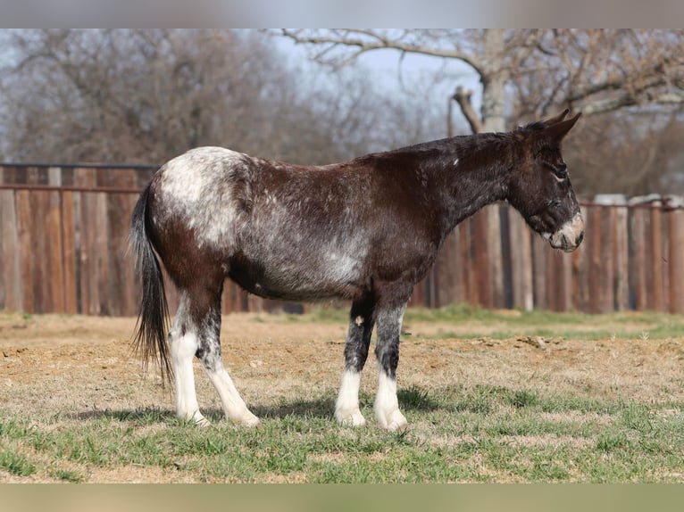 Mule Mare 6 years 13 hh Bay in Stephenville