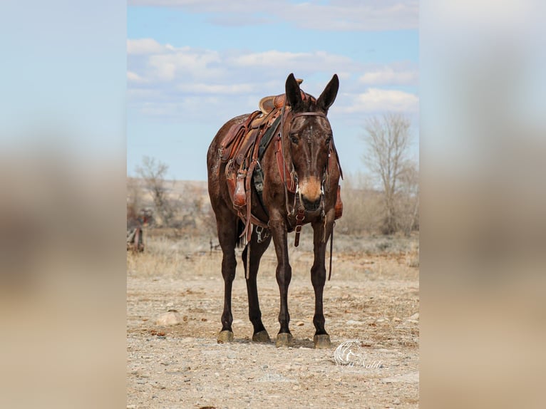 Mule Mare 6 years 14,1 hh Brown in Cody