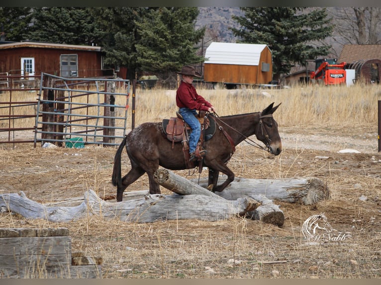 Mule Mare 6 years 14,1 hh Brown in Cody