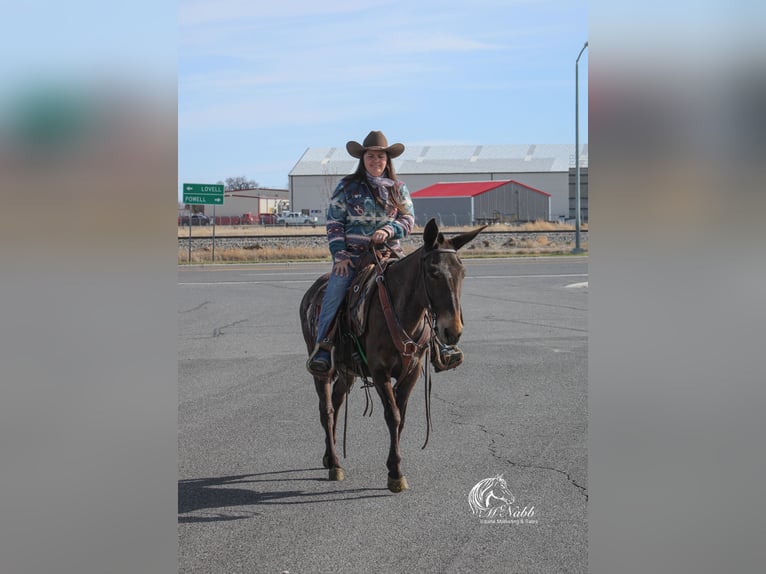 Mule Mare 6 years 14,1 hh Brown in Cody