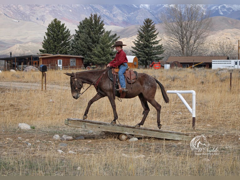 Mule Mare 6 years 14,1 hh Brown in Cody