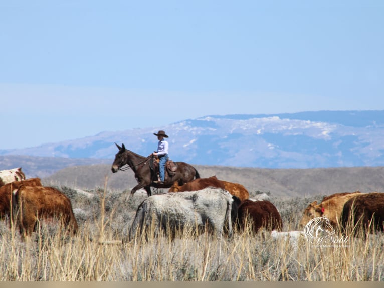 Mule Mare 6 years 14,1 hh Brown in Cody