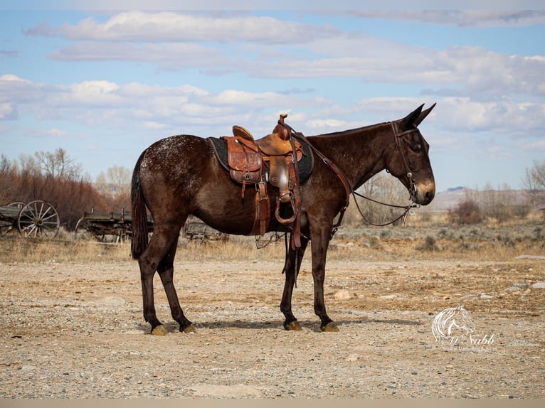 Mule Mare 6 years 14,1 hh Brown in Cody