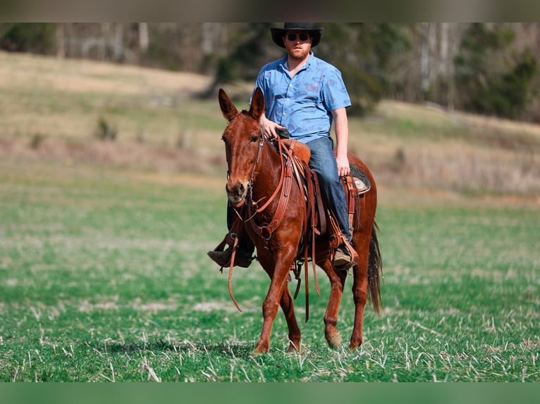 Mule Mare 6 years 14.1 hh Sorrel in Santa Fe