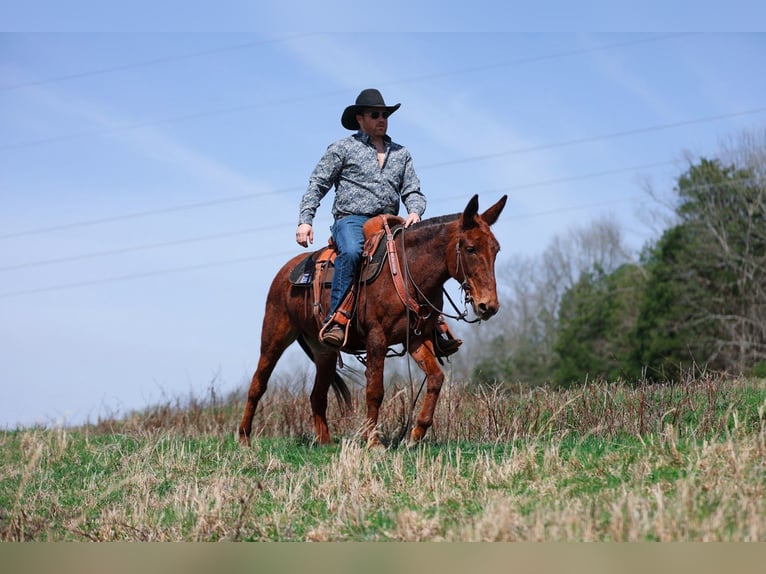 Mule Mare 6 years 14.1 hh Sorrel in Santa Fe