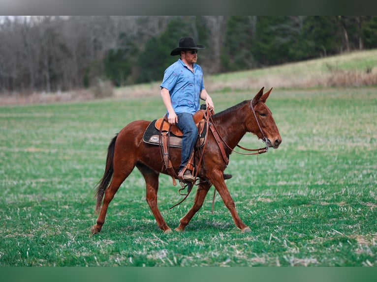 Mule Mare 6 years 14.1 hh Sorrel in Santa Fe