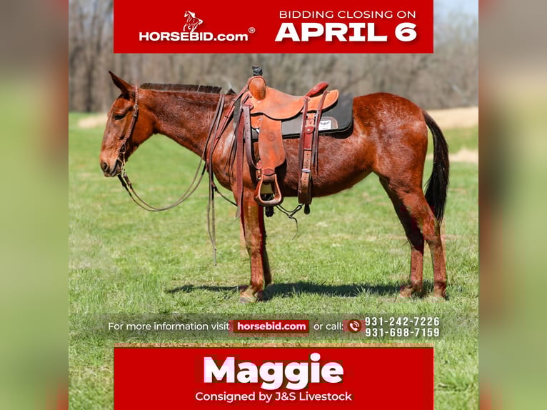 Mule Mare 6 years 14.1 hh Sorrel in Santa Fe