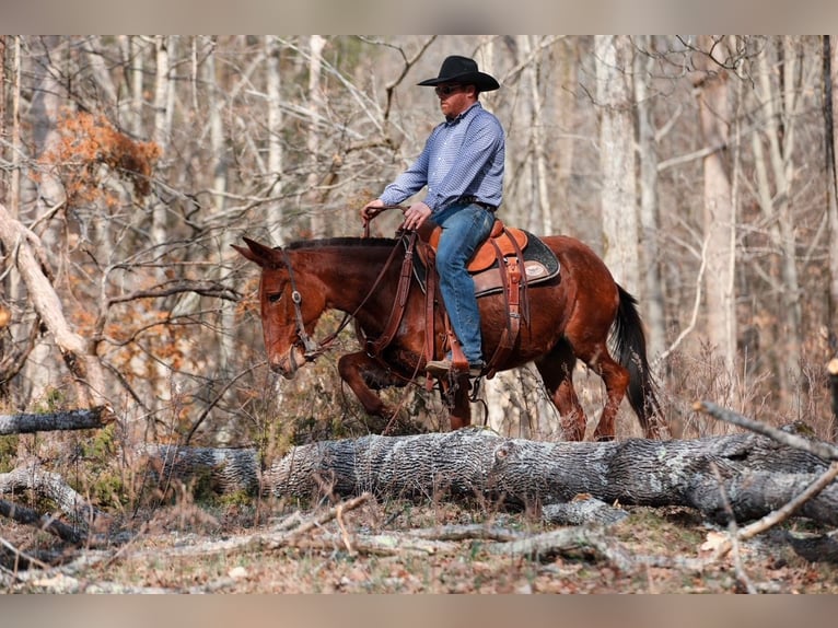Mule Mare 6 years 14.1 hh Sorrel in Santa Fe