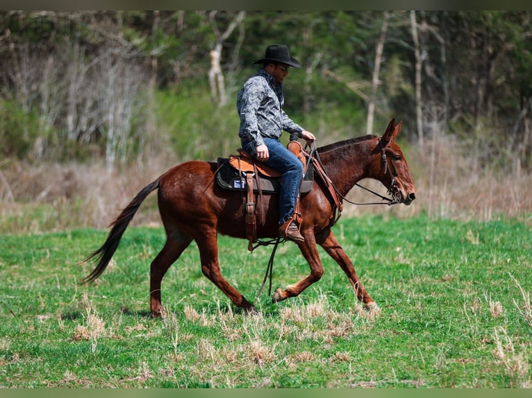 Mule Mare 6 years 14.1 hh Sorrel in Santa Fe