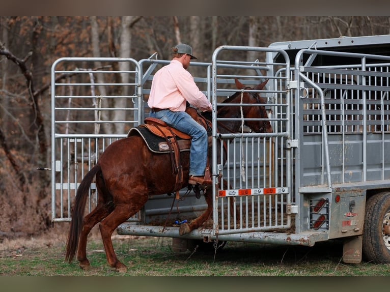 Mule Mare 6 years 14.1 hh Sorrel in Santa Fe