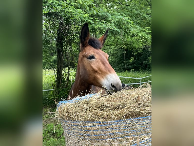 Mule Mare 6 years 14.2 hh Brown in Grimacco