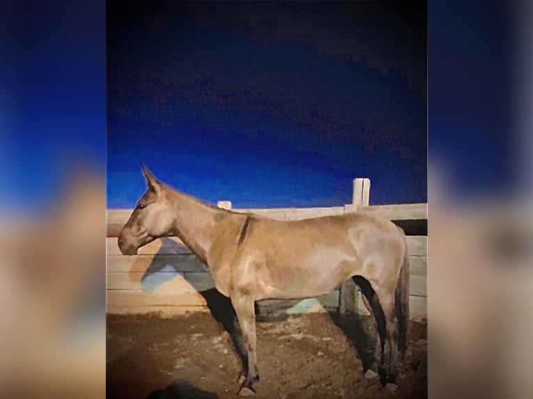 Mule Mare 6 years 14,3 hh Grullo in Whitewood