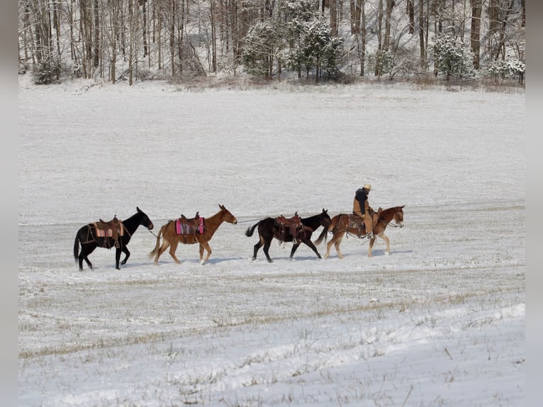 Mule Mare 6 years 14,3 hh Sorrel in Tompkinsville, KY