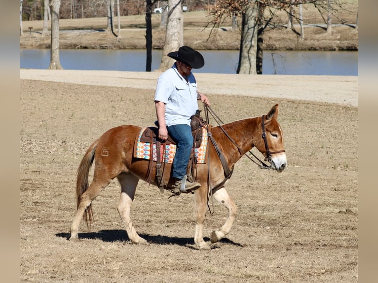 Mule Mare 6 years 14,3 hh Sorrel in Tompkinsville, KY