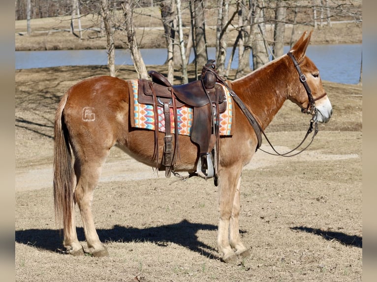 Mule Mare 6 years 14,3 hh Sorrel in Tompkinsville, KY