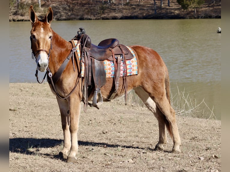 Mule Mare 6 years 14,3 hh Sorrel in Tompkinsville, KY