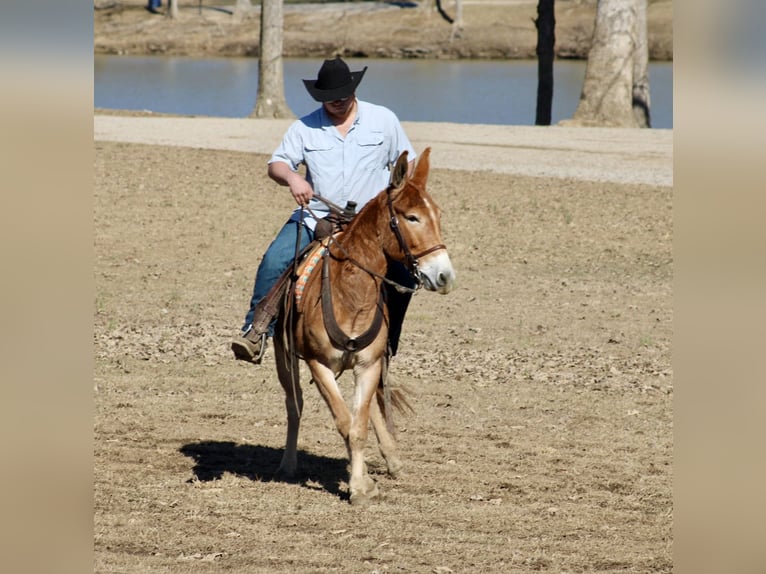 Mule Mare 6 years 14,3 hh Sorrel in Tompkinsville, KY