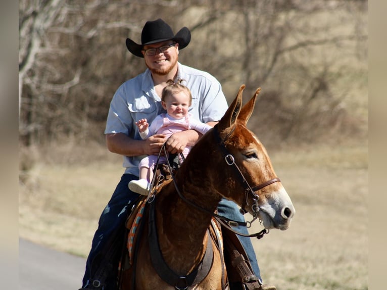 Mule Mare 6 years 14,3 hh Sorrel in Tompkinsville, KY