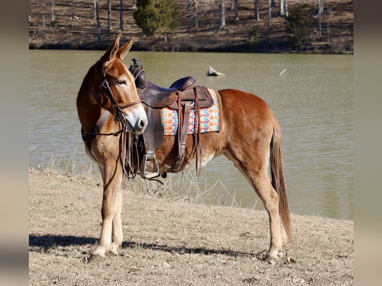 Mule Mare 6 years 14,3 hh Sorrel in Tompkinsville, KY