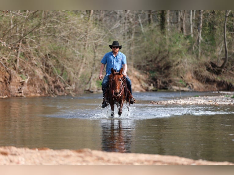 Mule Mare 6 years 14,1 hh Sorrel in Santa Fe