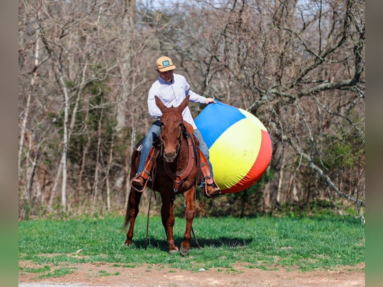 Mule Mare 6 years 14,1 hh Sorrel in Santa Fe