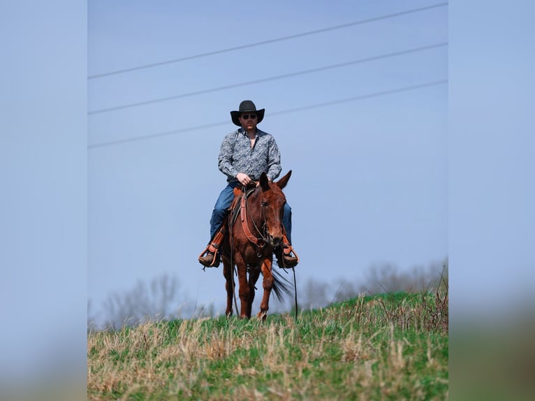 Mule Mare 6 years 14,1 hh Sorrel in Santa Fe