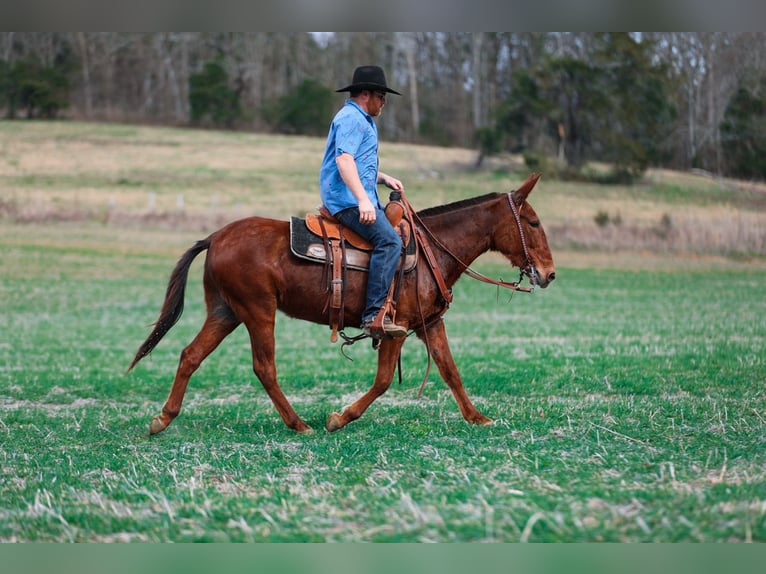 Mule Mare 6 years 14,1 hh Sorrel in Santa Fe