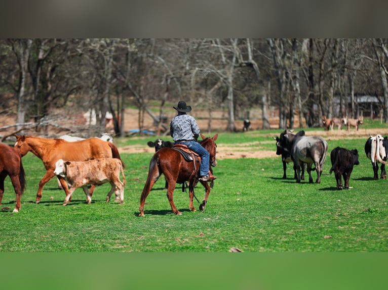 Mule Mare 6 years 14,1 hh Sorrel in Santa Fe