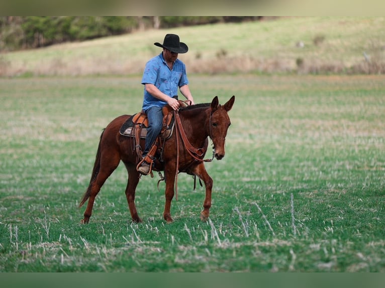 Mule Mare 6 years 14,1 hh Sorrel in Santa Fe