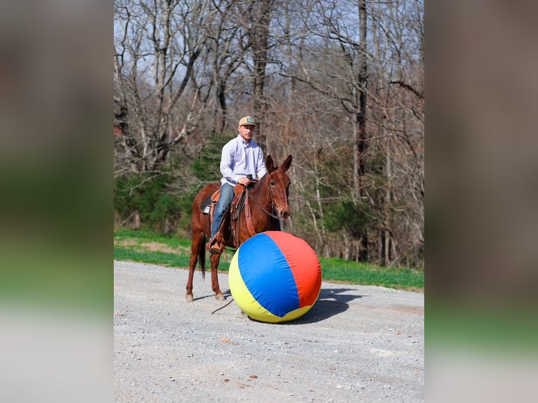 Mule Mare 6 years 14,1 hh Sorrel in Santa Fe