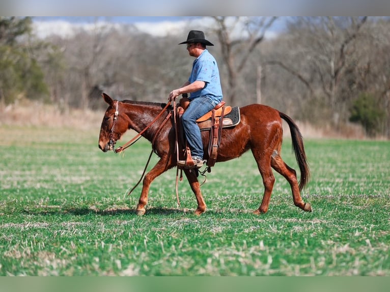 Mule Mare 6 years 14,1 hh Sorrel in Santa Fe