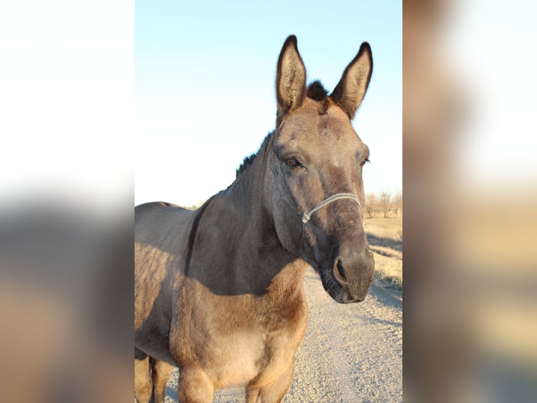 Mule Mare 6 years 14,3 hh Grullo in Whitewood