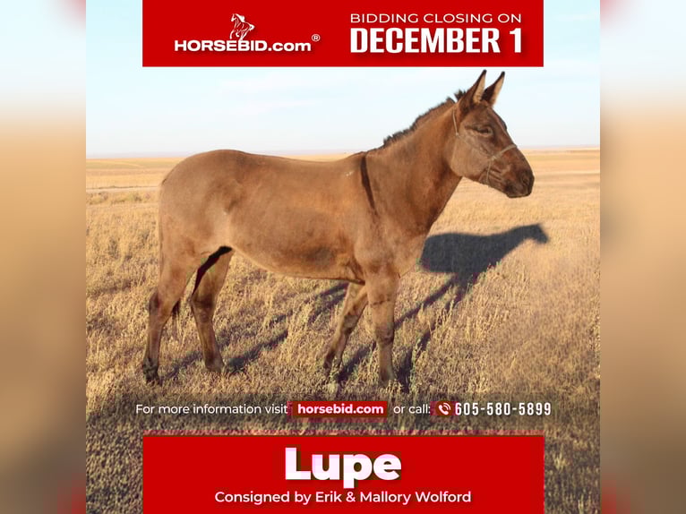 Mule Mare 6 years 14,3 hh Grullo in Whitewood