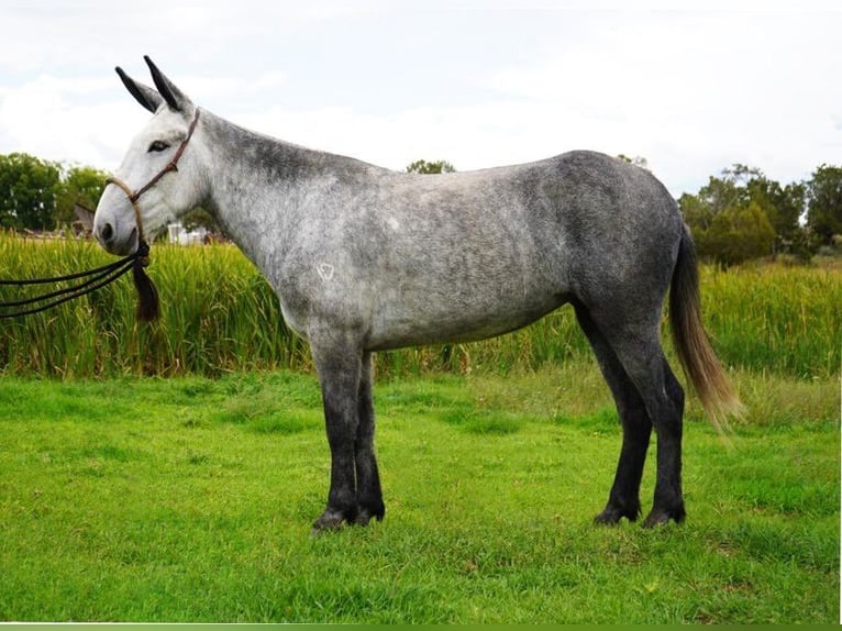 Mule Mare 6 years 15,1 hh Gray in Lewis