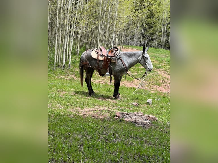 Mule Mare 6 years 15,1 hh Gray in Lewis