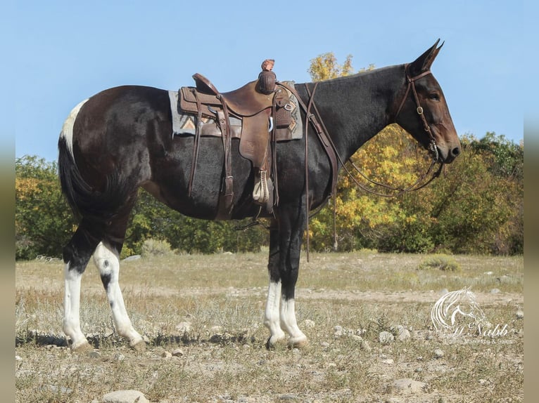 Mule Mare 6 years 16,2 hh Black in Cannon Falls, MN