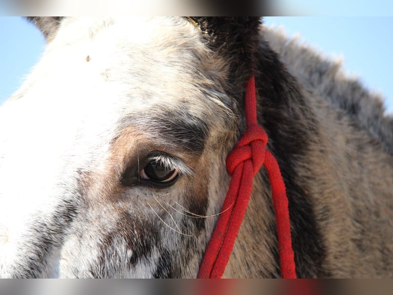 Mule Mare 6 years 16,1 hh Overo-all-colors in Vejer de la Frontera