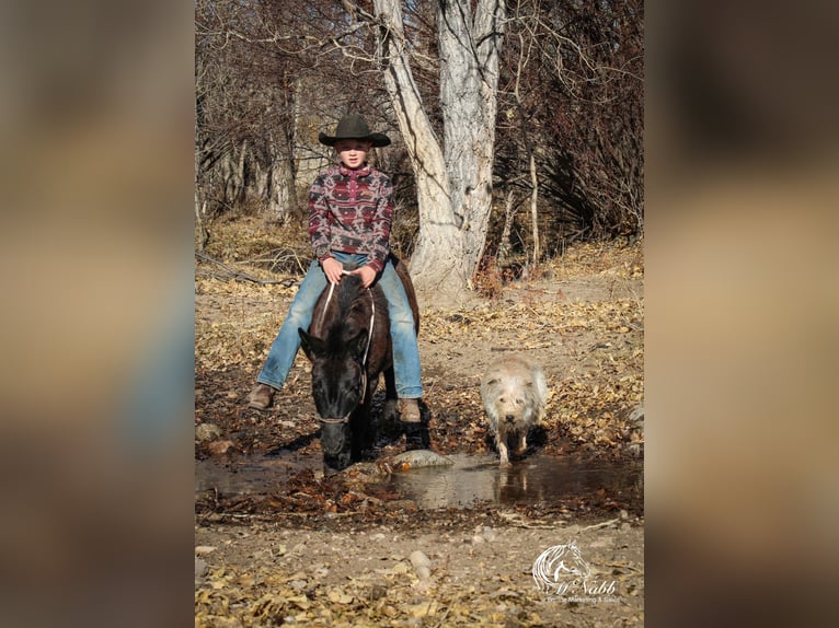 Mule Mare 7 years 10 hh Black in Cody, WY